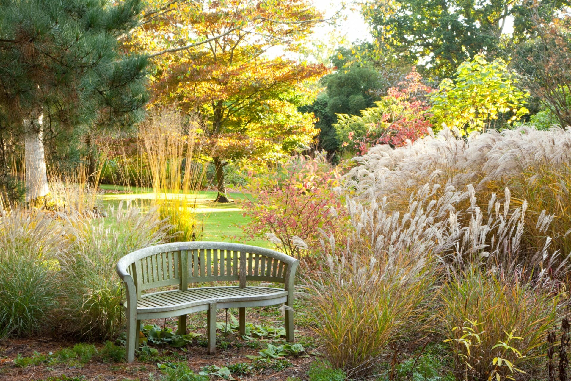 ornamental grass in a backyard