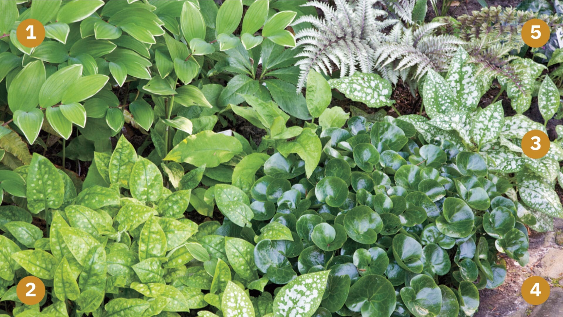 Five types of shade-seeking ground cover plants.