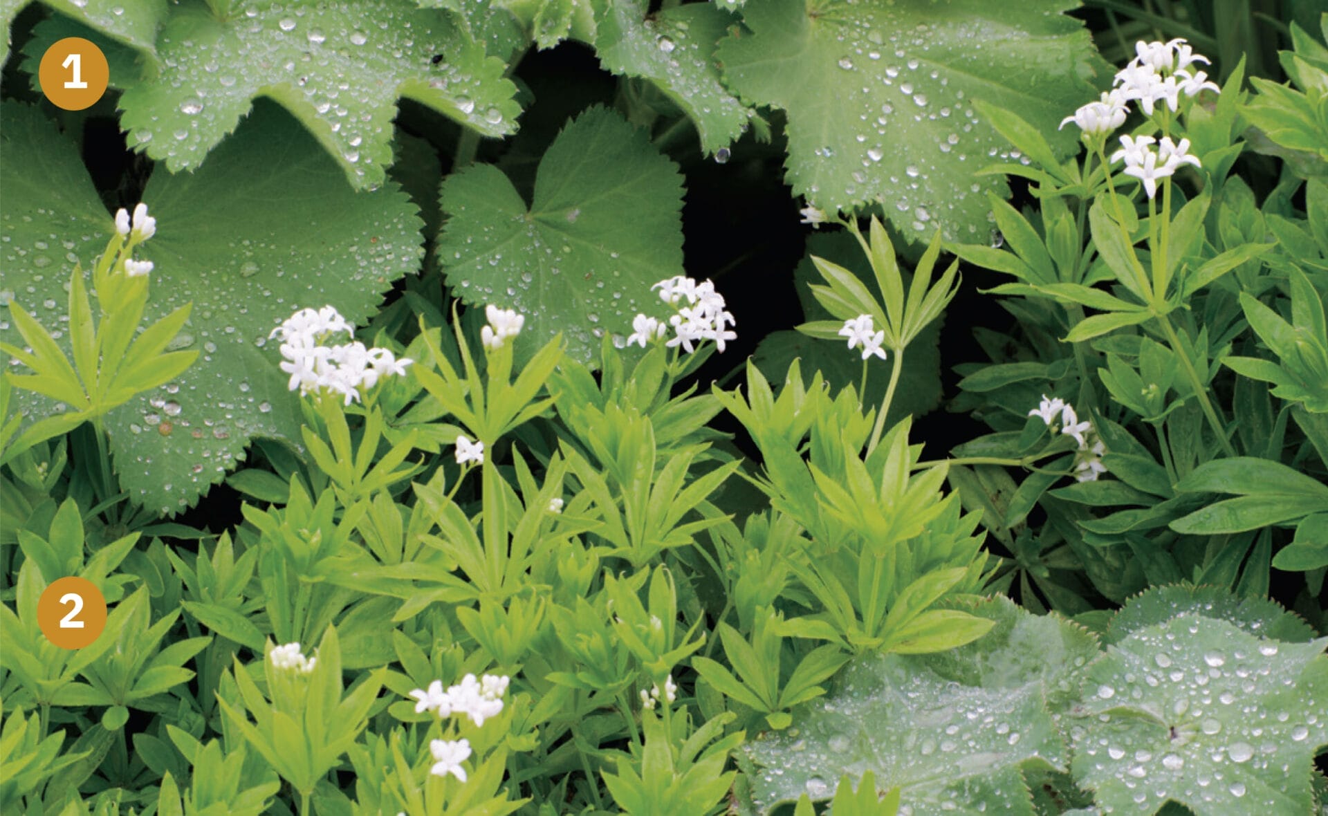 Two types of shade-seeking ground cover plants in a yard.