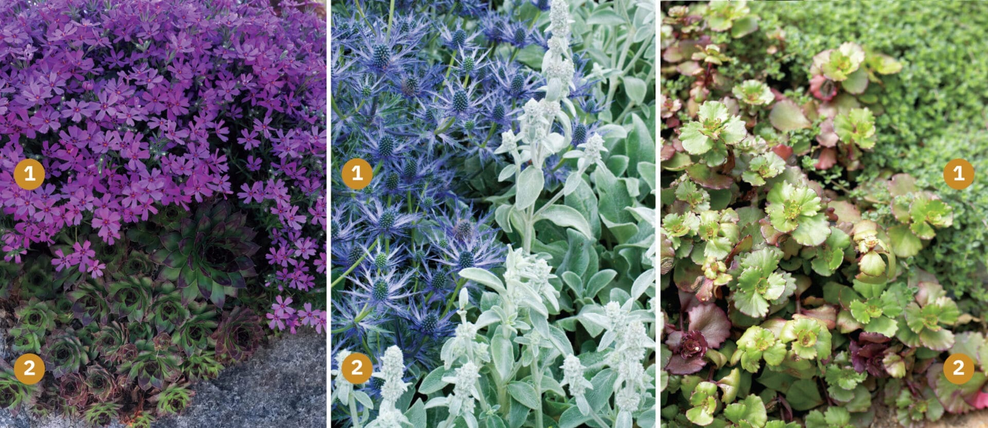 Three types of sun seeking ground cover plants