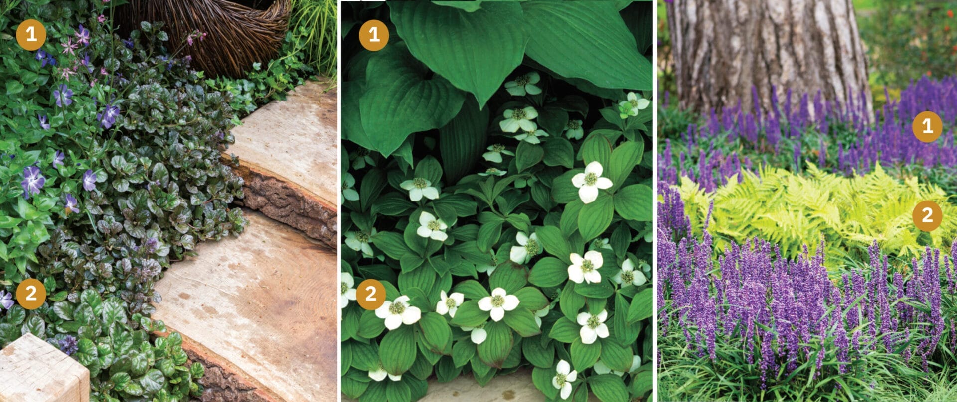Three types of ground cover plants that like shade.
