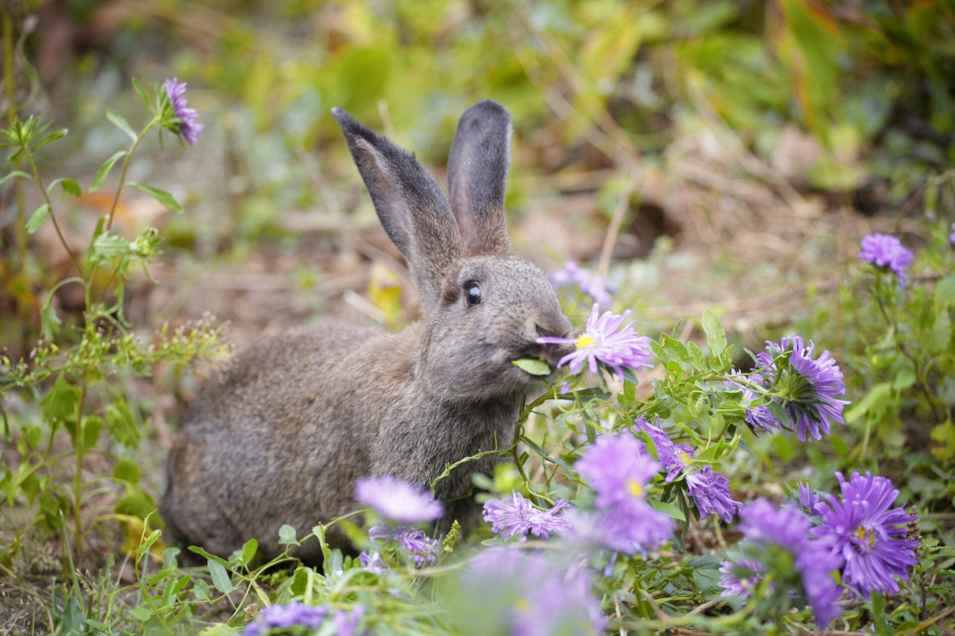 Bunny_iStock_1174635499