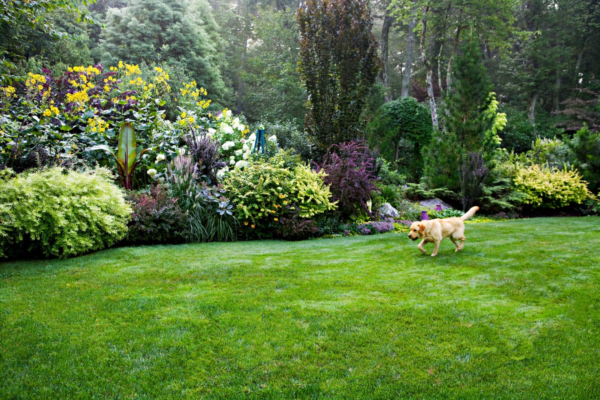 web_Backyard_11