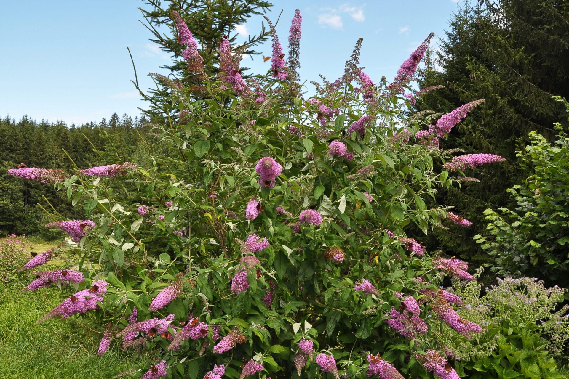 butterfly_bush_edible_foundation_plants_iStock_1306292286