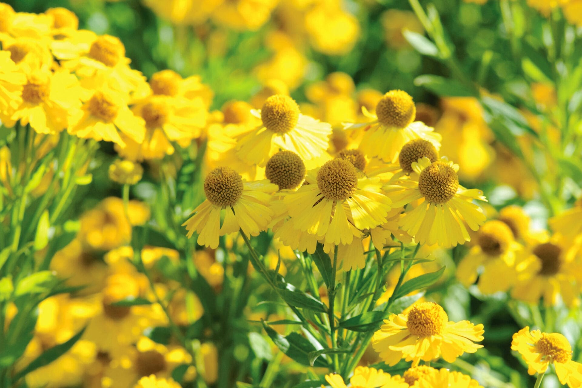 Sneezeweed (Helenium spp. and cvs.)