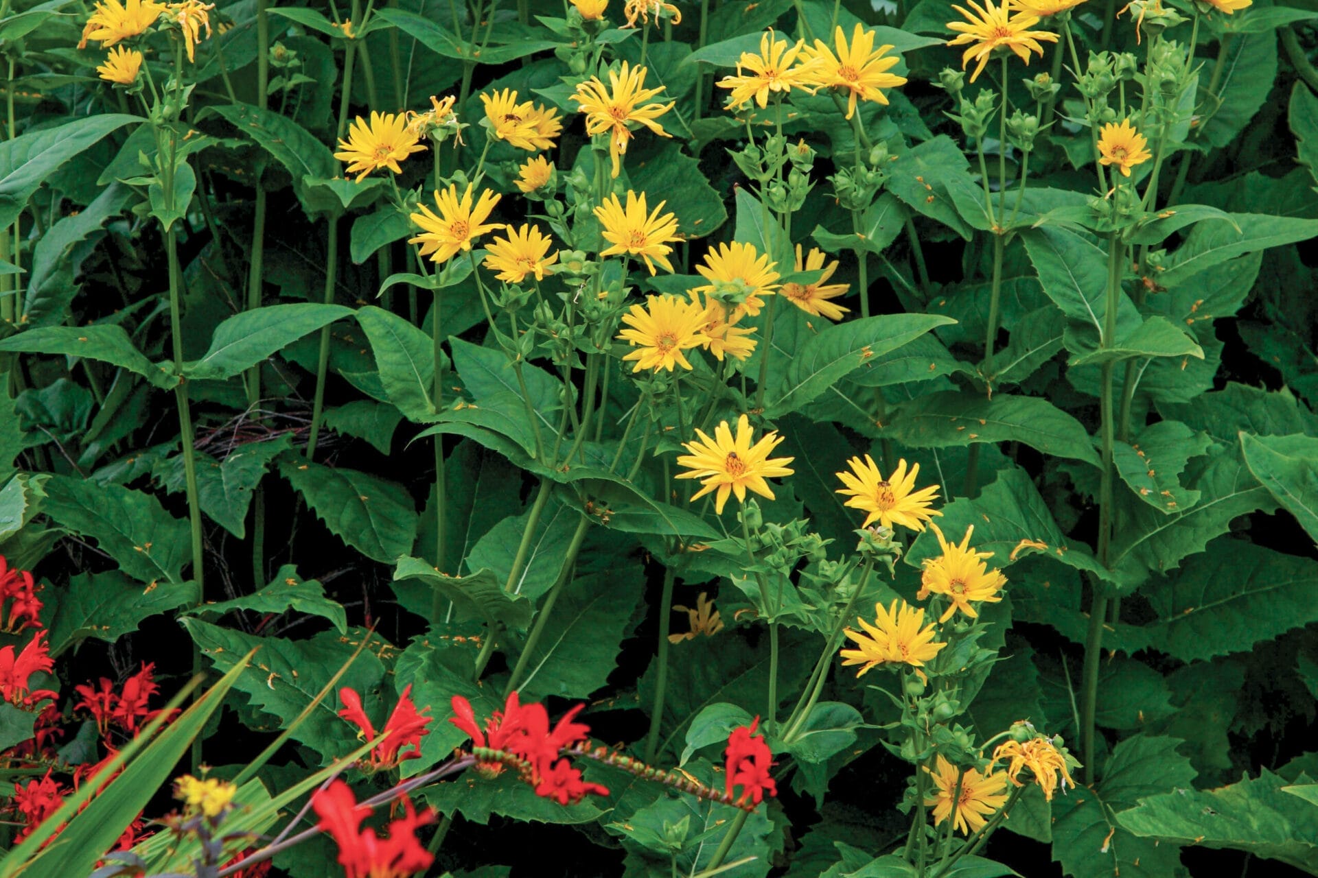 Cup plant (Silphium perfoliatum)