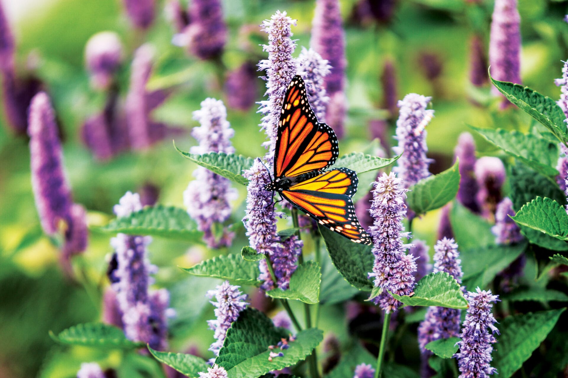 A bright female Monarch Butterfly is pollinating a lavender Anise Hyssop (Agastache foeniculum) blossom