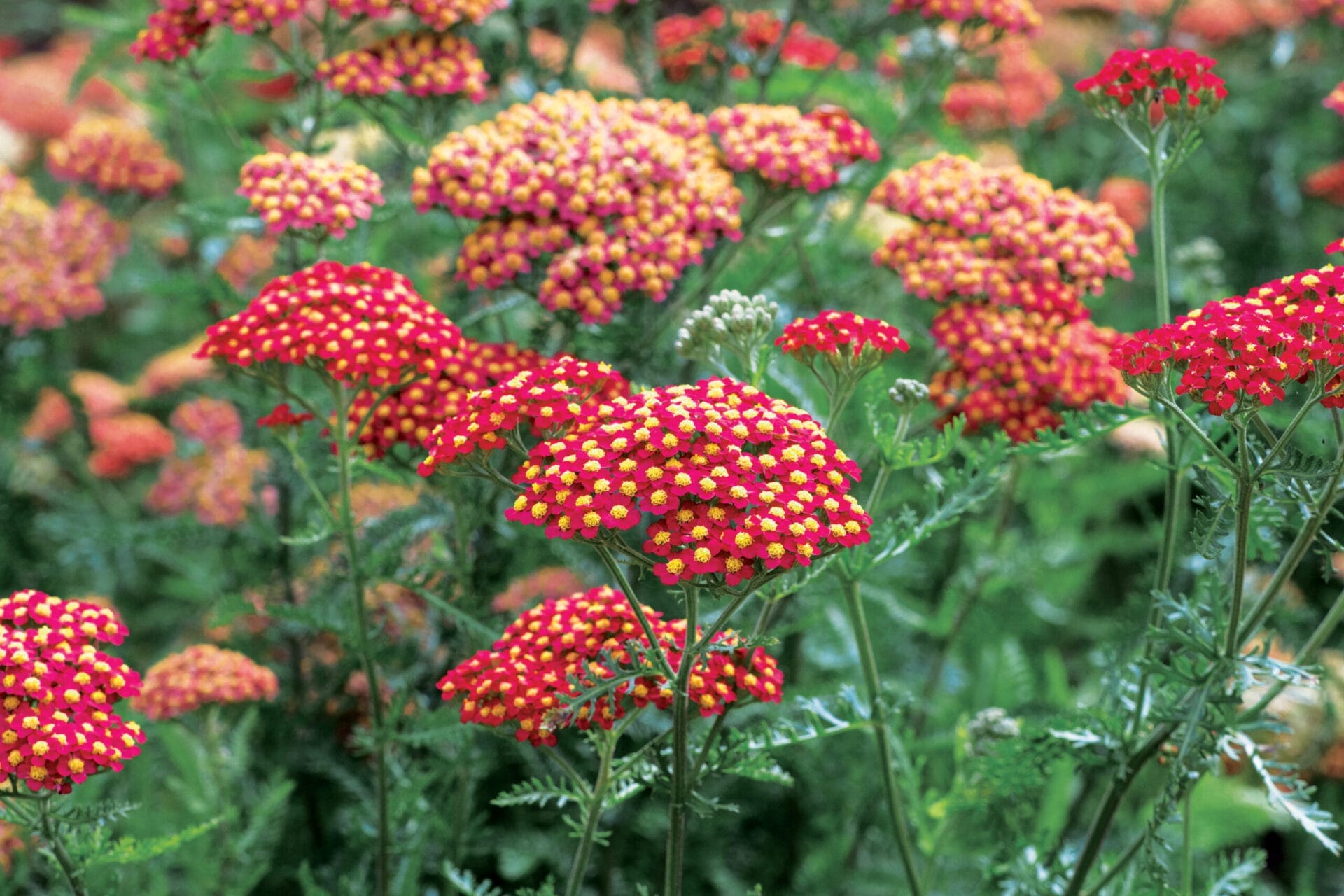 Yarrow (Achillea millefolium and cvs.)