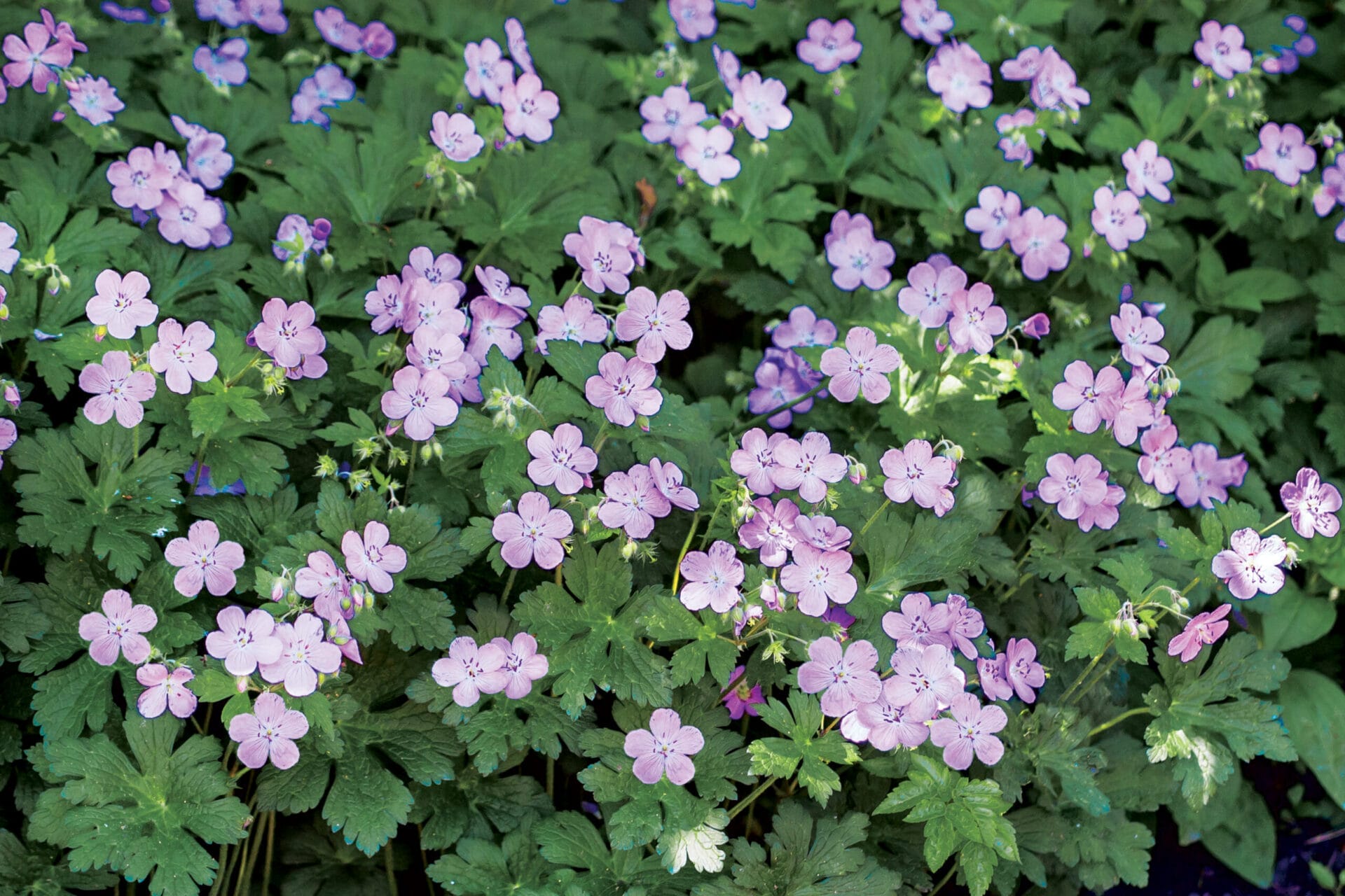 Spotted geranium (Geranium maculatum and cvs.)