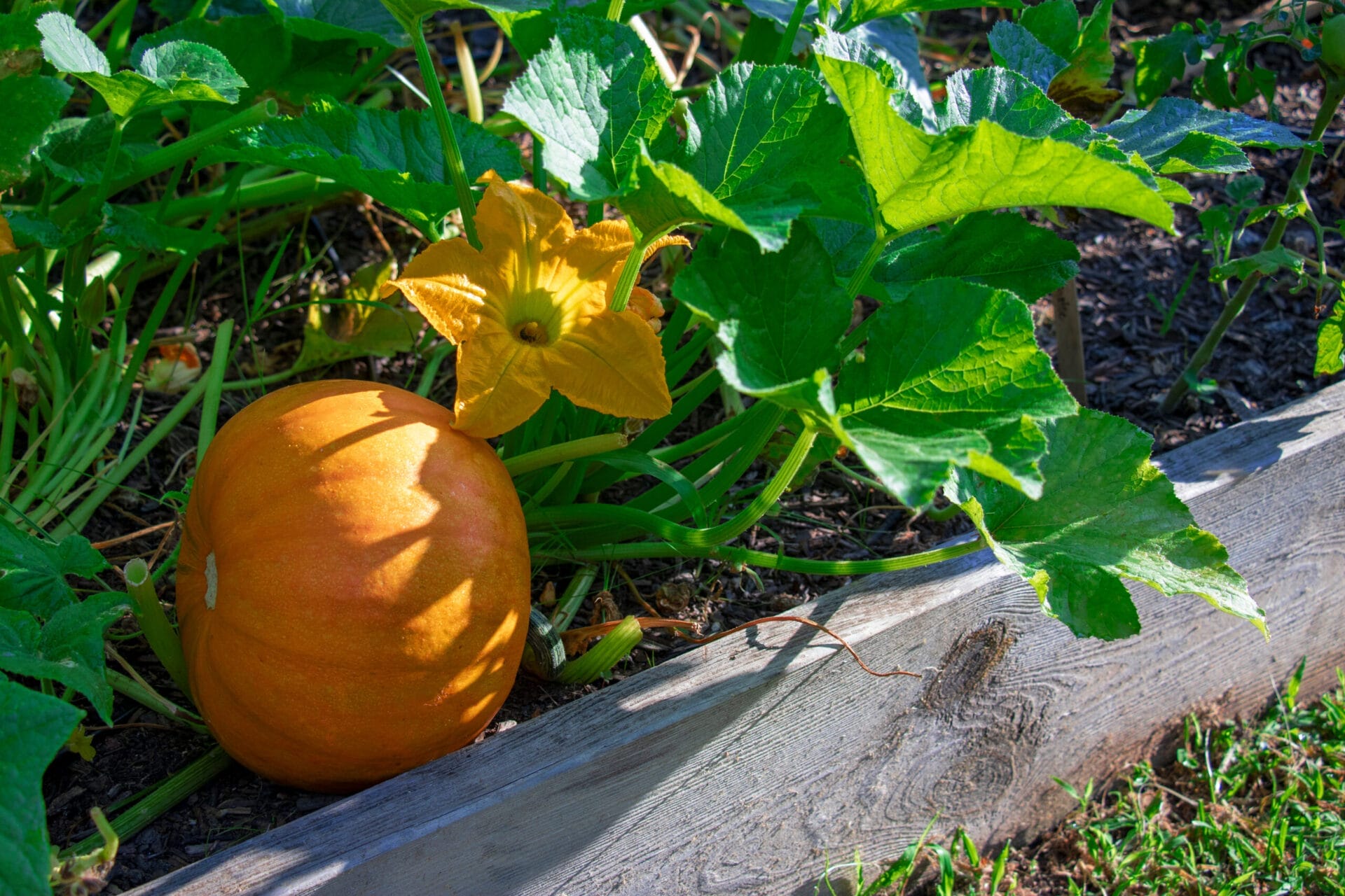A Pumpkin patch in bloom