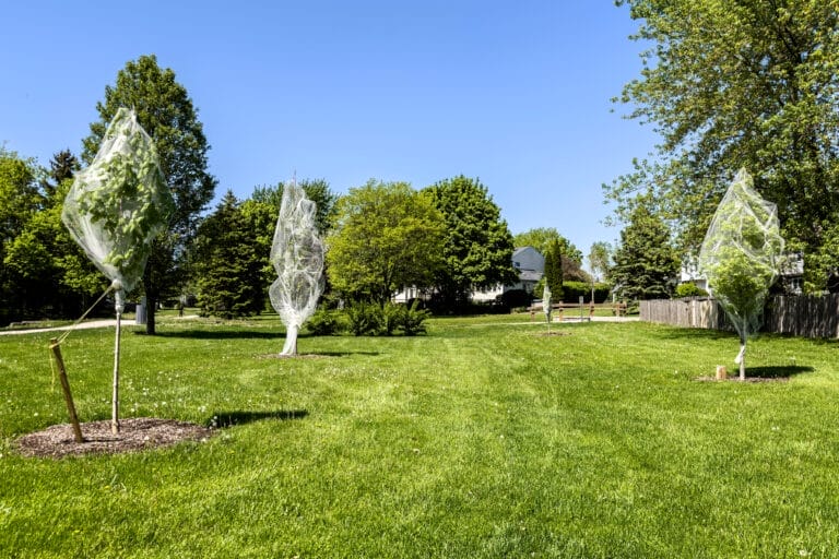 Trees covered in mesh to deter cicadas.
