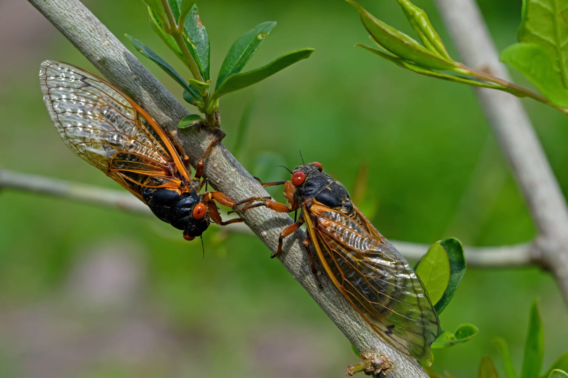 Two Cicadas on a tree branch.